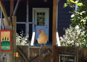 cypress_yellow_chick