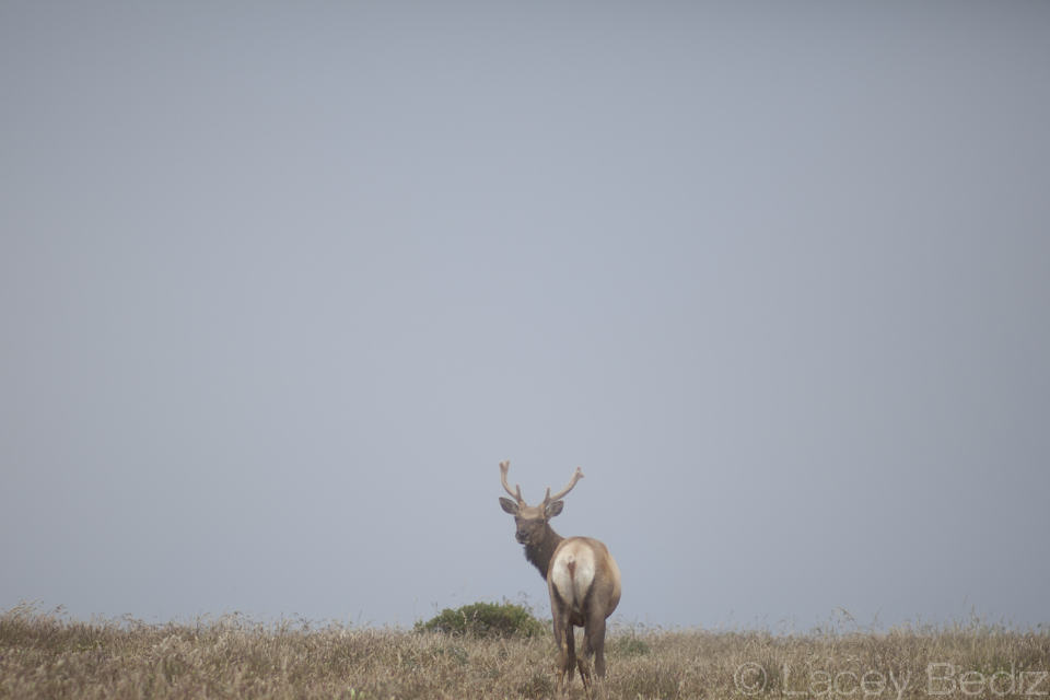 Point Reyes: Explore the Area